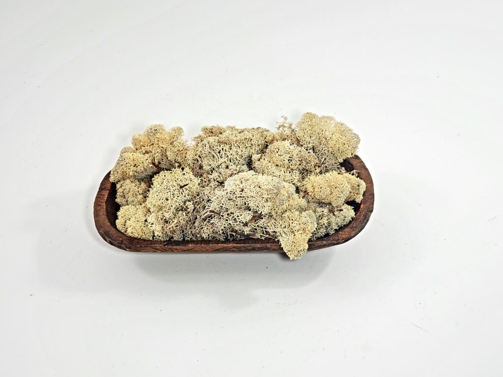 Reindeer Moss - Natural