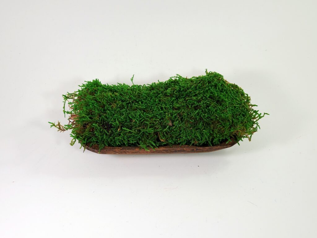 Sheet Moss - Preserved Green