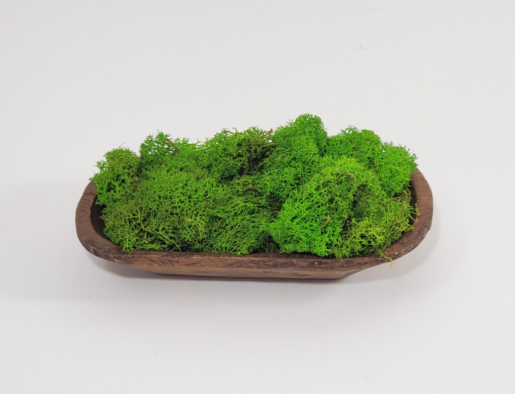 Reindeer Moss, Light Green